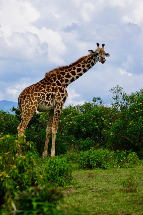 Safari Highlight im Maasai Mara Nationalpark: Neben allen Big Five haben es Stephanie vor allem die Giraffen angetan.