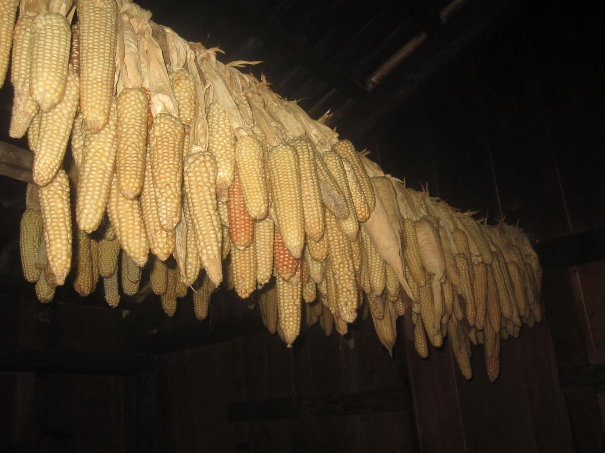 Bild: Maiskolben werden zum Trocknen aufgehängt